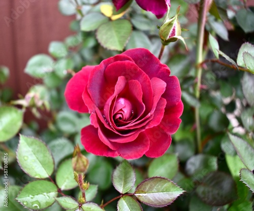 Red Rose in Garden