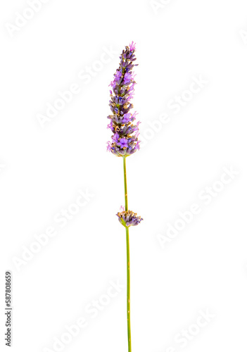 Fototapeta Naklejka Na Ścianę i Meble -  Lavender flower isolated on white background