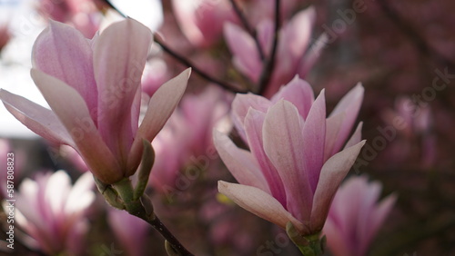 Beautiful magnolia tree flowers