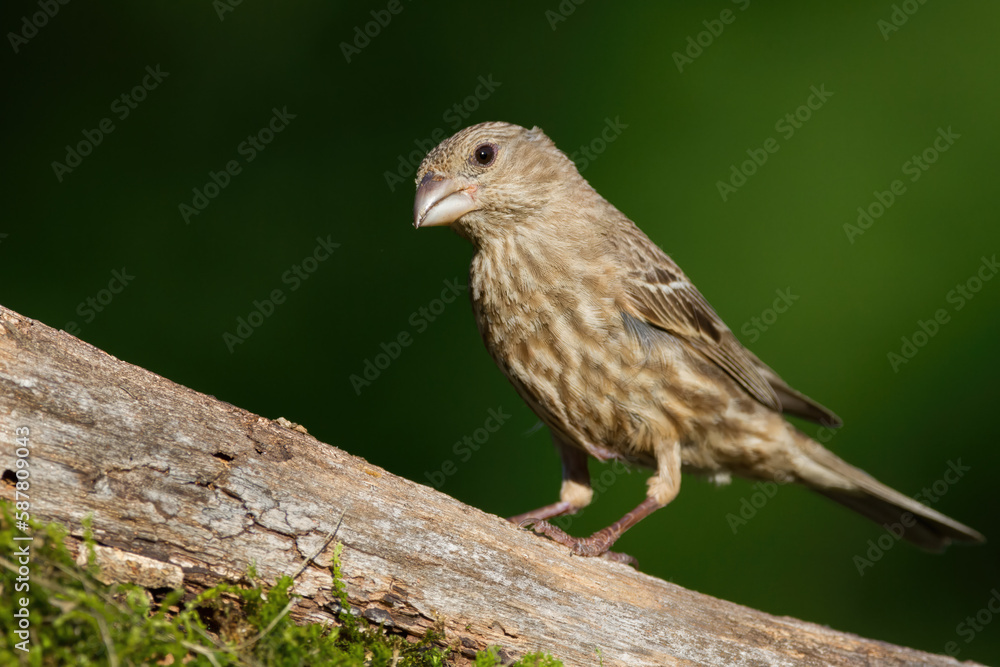 Female House Finch Female House Finch
