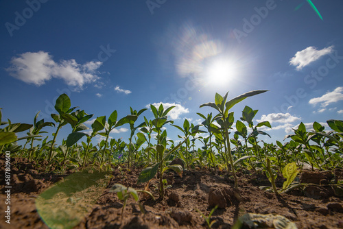 Tobacco plants are grown and ready to bloom by the beginning of summer. 