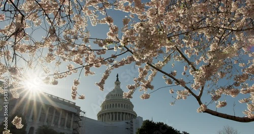 U.S. Capitol Dome Under Flowering Cherry Blossom Trees With Morning Sun Rising Over Building