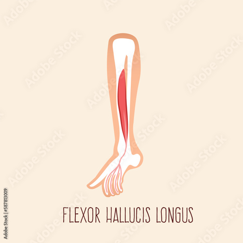 Flexor hallucis longus. Muscle anatomy. Flat design vector illustration.