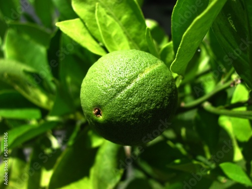 A green unripe orange on the tree.