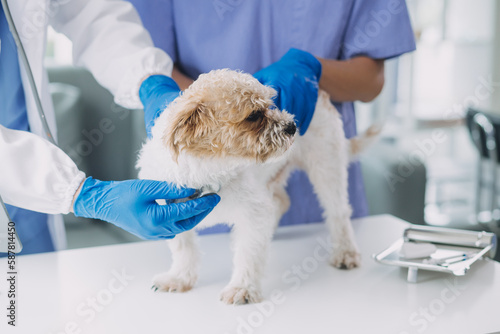 Fototapeta Naklejka Na Ścianę i Meble -  Vet examining dog and cat. Puppy and kitten at veterinarian doctor. Animal clinic. Pet check up and vaccination. Health care.