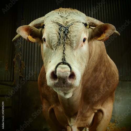 Wallpaper Mural Monsieur Taureau Torontodigital.ca