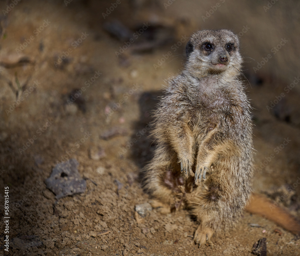 Fototapeta premium A meerkat stands and looks ahead on a spring day