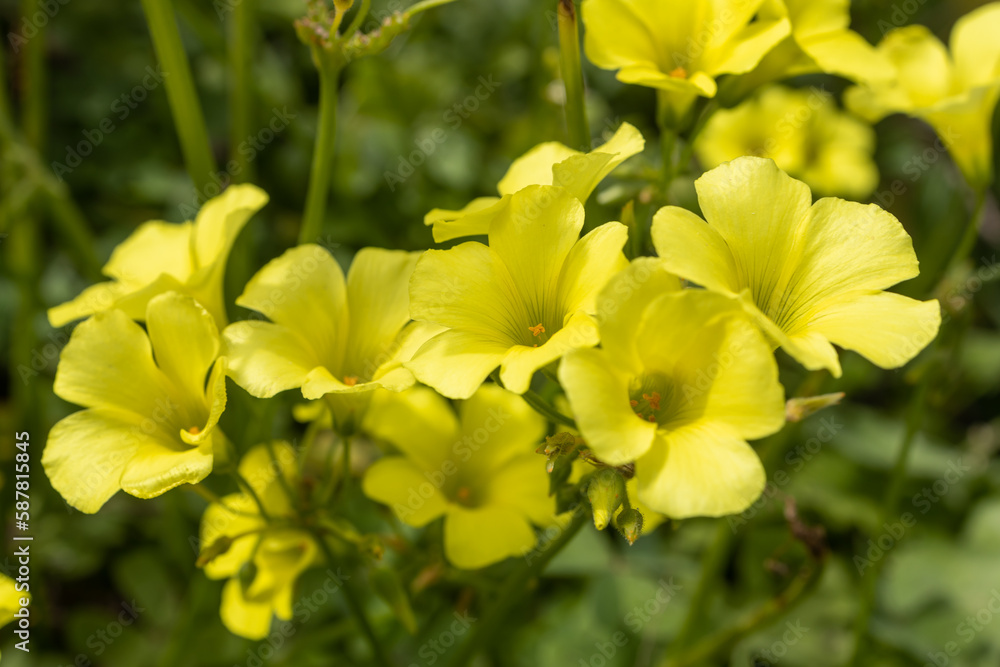 Flora of Israel. Oxalis pes-caprae is a species of tristylous yellow-flowering plant in the wood sorrel family Oxalidaceae. Oxalis cernua is a less common synonym for this species. Flora of Israel. Oxalis pes-caprae is a species of tristylous yellow-flowering plant in the wood sorrel family Oxalidaceae. Oxalis cernua is a less common synonym for this species.
