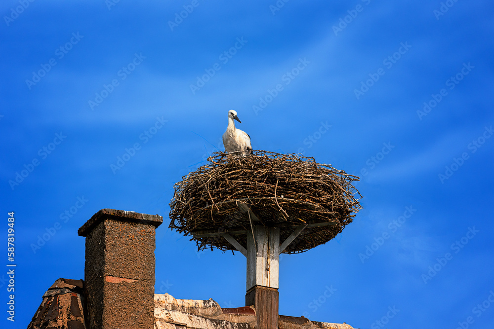 Ein Storch im Nest auf dem Dach Ein Storch im Nest auf dem Dach
