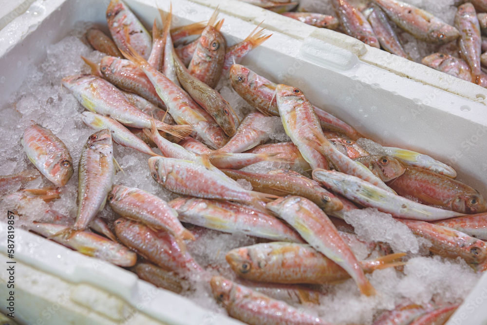 Red mullet species fishes in fishermens market, Turkey.