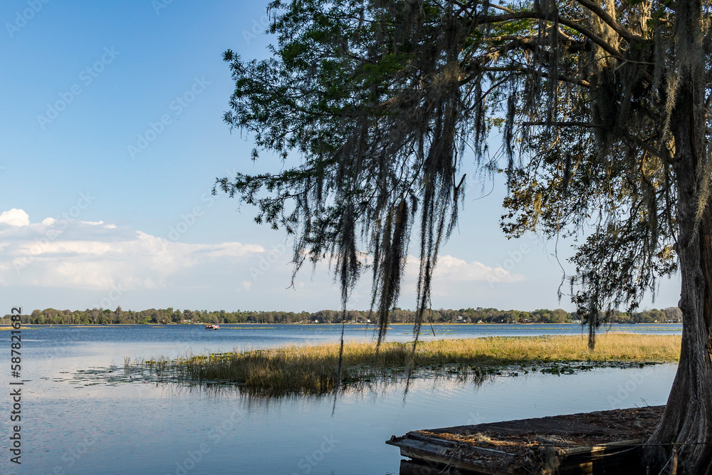 A cypress tree with Spanish moss on the shore of a lake with a blue sky.