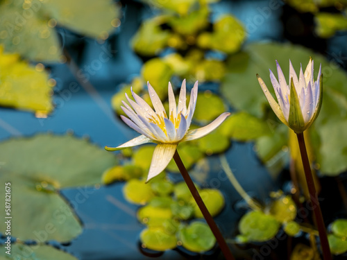beautiful water lilies grow on the pond