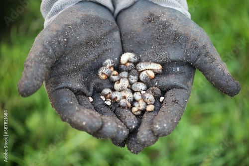 Cuadro en lienzo Man hands in gloves hold may beetle larvae larva just dug out of the flower pot