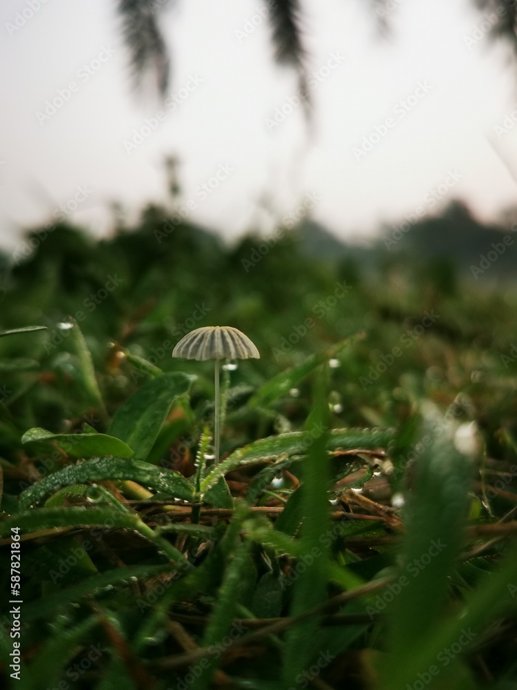 mushroom in the grass mushroom in the grass