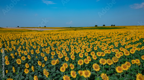 Sunflowers are bloomed and grown in a large agriculture field. 