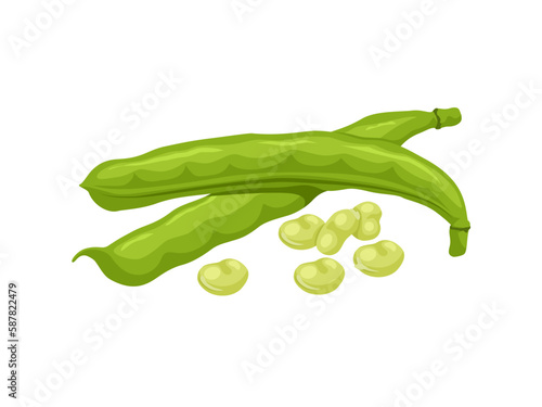 Vector illustration, broad beans or Vicia faba, isolated on white background.