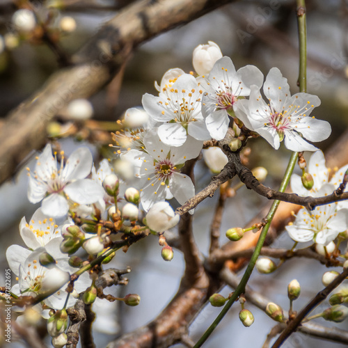 Apple Blossom at the beginning of spring