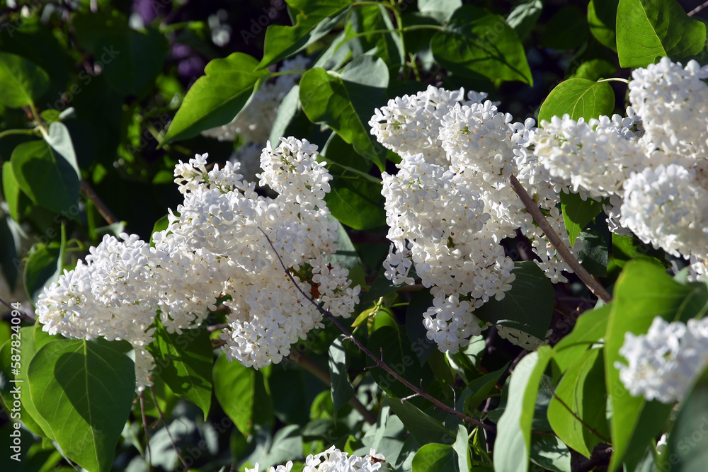 White lilac trees blooming in springtime garden
