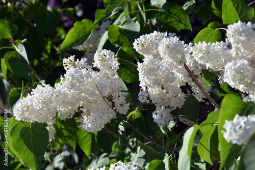 Obraz na płótnie White lilac trees blooming in springtime garden w salonie
