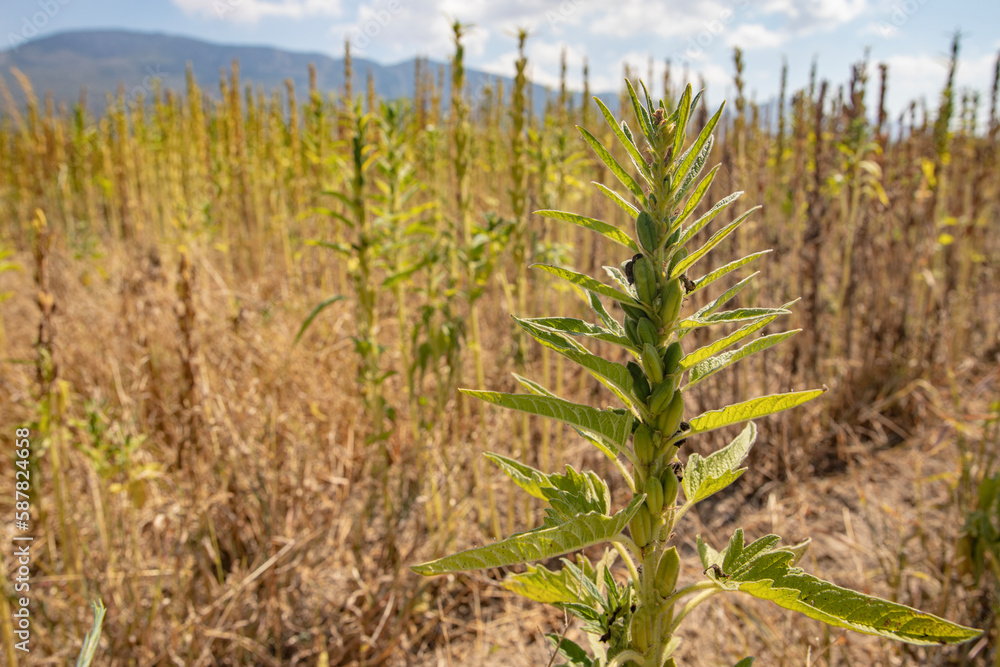 Mature sesame plants in summer season. Mature sesame plants in summer season.