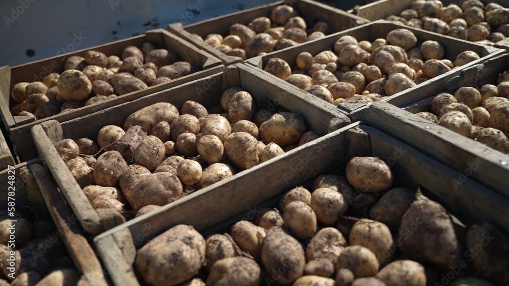 Crates filled with dirty potatoes in the back of a pickup truck Crates filled with dirty potatoes in the back of a pickup truck