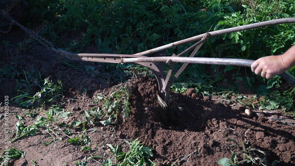 Fototapeta premium Closeup of man pushing a plow un-earthing potatoes out of the dirt.
