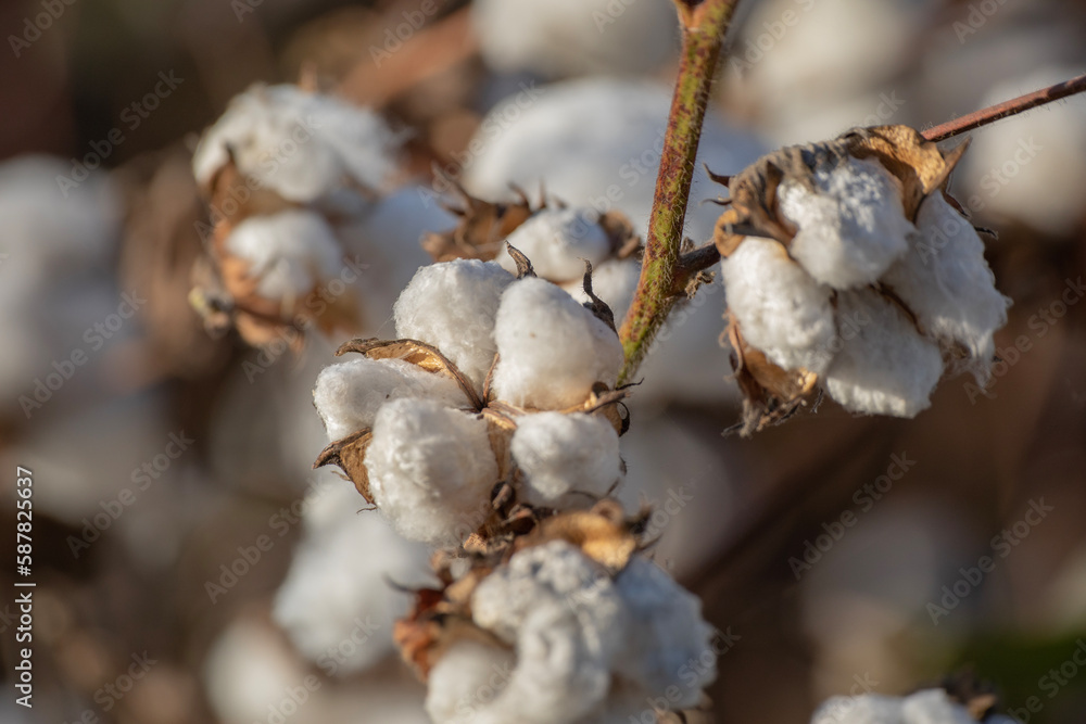 Cotton flowers fully bloomed and dried. Ready to be harvested in summer season, Turkey. Cotton flowers fully bloomed and dried. Ready to be harvested in summer season, Turkey.