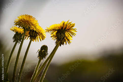 dandelion in the grass