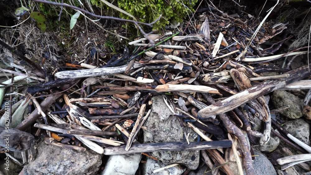 Trees washed up on the shore, how one log smoothens another Trees washed up on the shore, how one log smoothens another