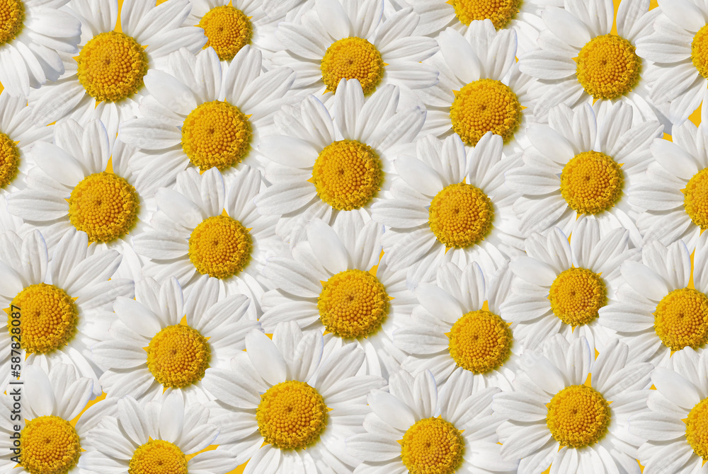 Lovely blossom daisy flowers background. White daisy texture. Natural delicate floral background. Daisies are randomly located. Lovely blossom daisy flowers background. White daisy texture. Natural delicate floral background. Daisies are randomly located.