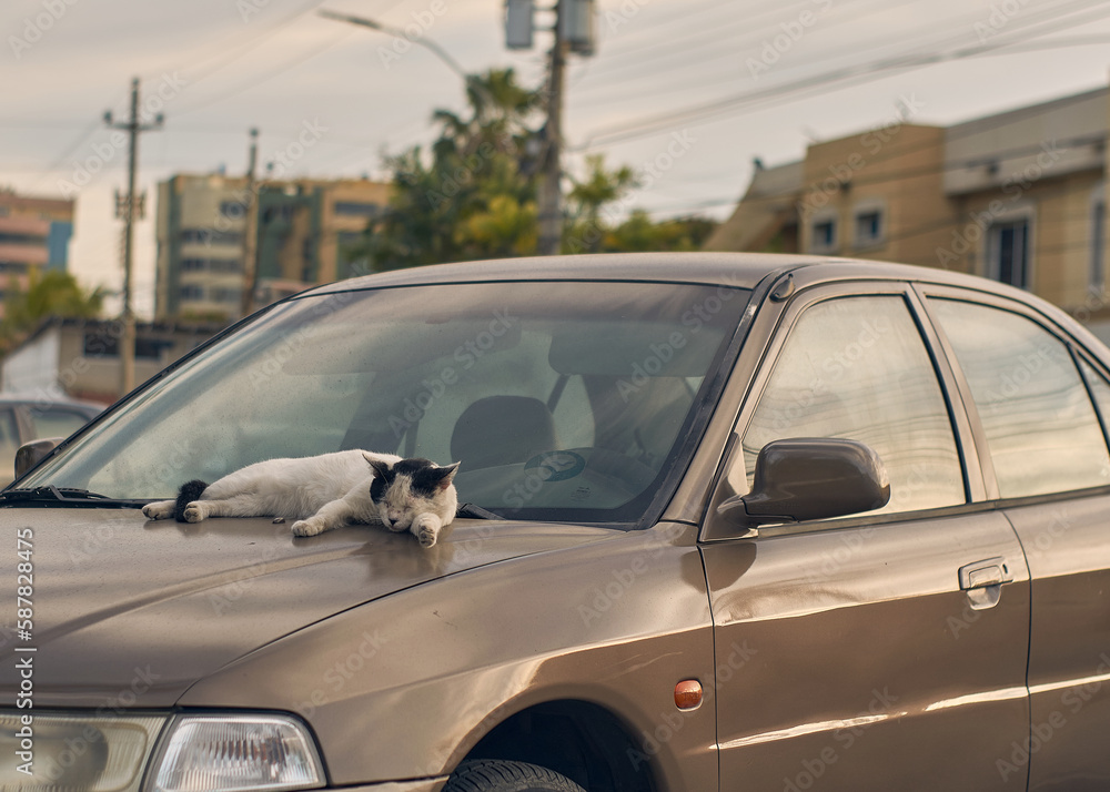 Fototapeta premium White kitten sitting relaxed in the car. A tan White kitten relaxing in a car with paws over the side. 