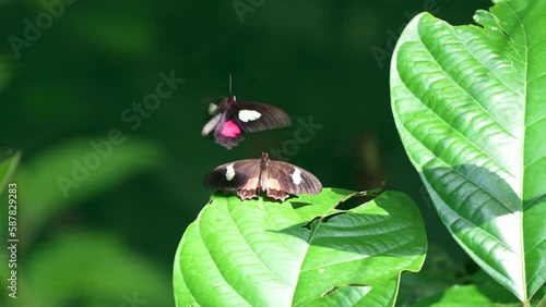 Cattleheart butterfly, Parides eurimedes mylones, mating display in Costa Rica photo