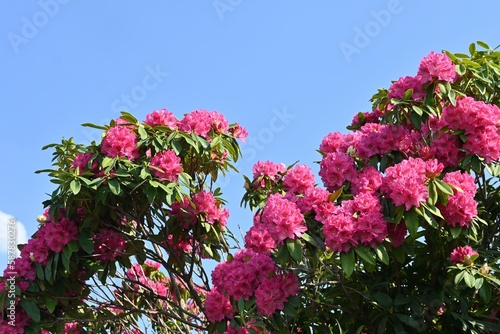 Rhododendron flowers. Ericaceae evergreen shrub. Flowering season is from April to June. It is also a poisonous plant containing rhodotoxin.