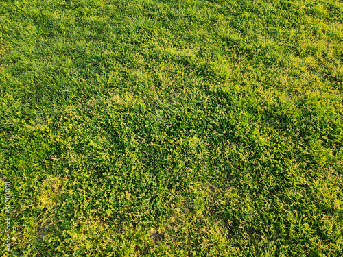 Abstract view of a grassy field with a mixture of prairie clover and grass in a park in spring photo