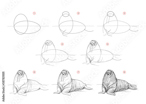 Page shows how to learn to draw sketch a walrus. Pencil drawing lessons. Educational page for artists. Textbook for developing artistic skills. Online education. Vector illustration.