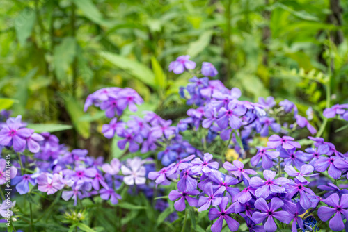 Colorful Flowers