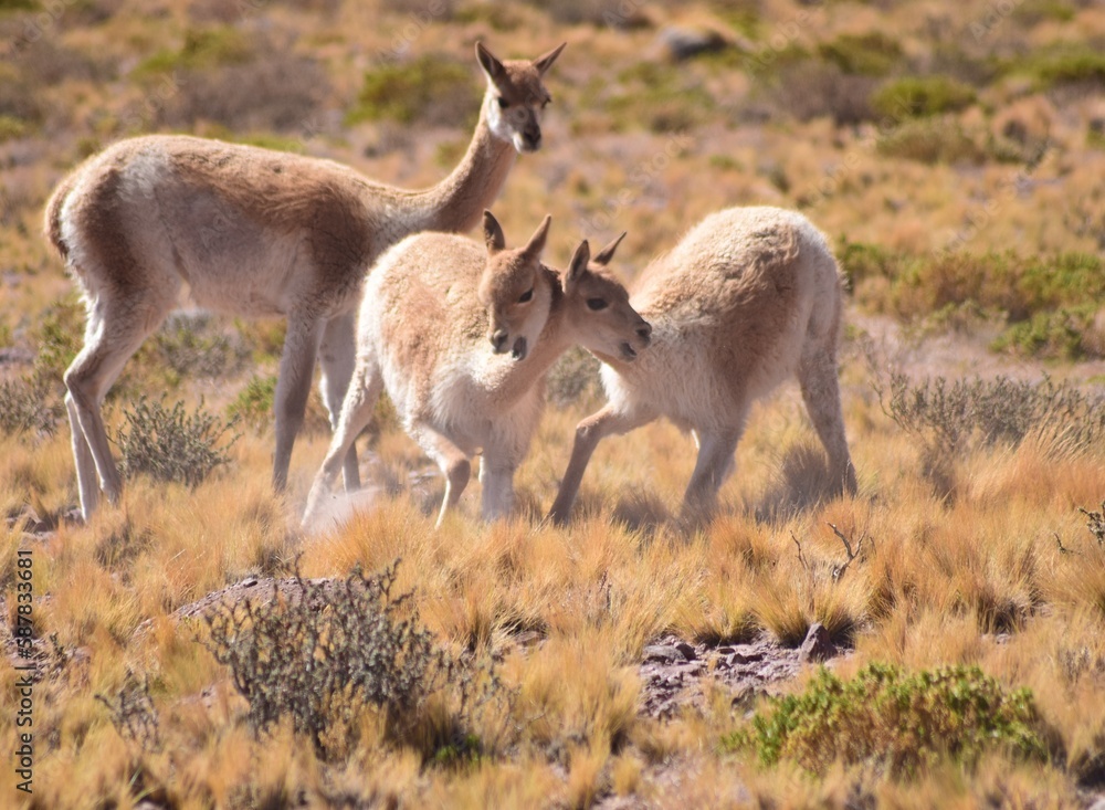 Fototapeta premium Desierto de Atacama en la cordillera de los Andes