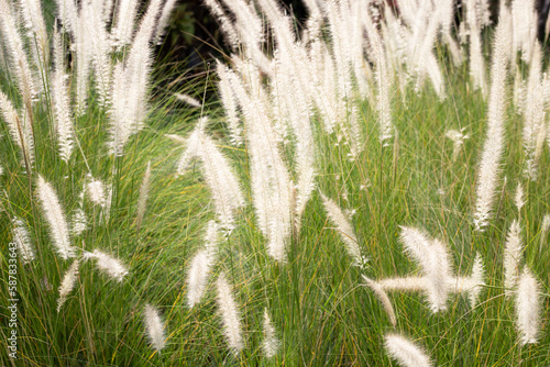 Fountain grass or pennisetum alopecuroides