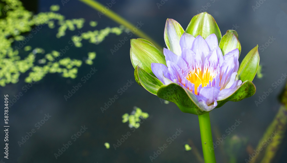 Obraz premium Beautiful blooming Nymphaea lotus flower with leaves, Water lily pot