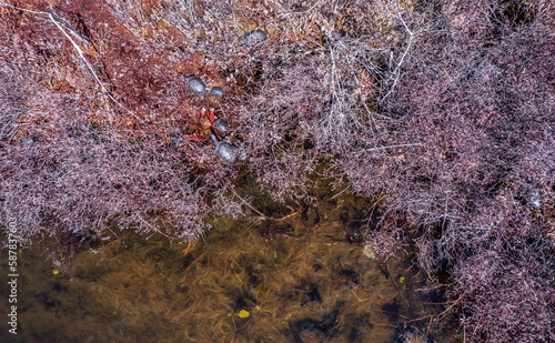 Aerial capture of basking Blanding's, painted and spotted turtles on the edge of a Massachusetts bog in spring  photo