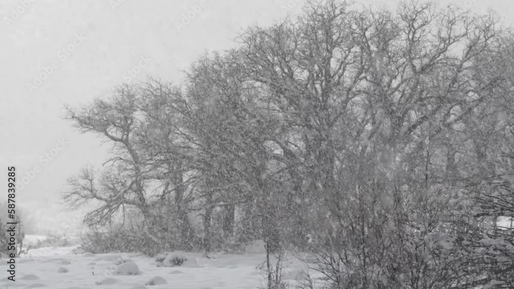 Thick snow creates a curtain between the camera and the winter bare oak trees in this winter landscape on Kolob mountain in Southern Utah, USA. Thick snow creates a curtain between the camera and the winter bare oak trees in this winter landscape on Kolob mountain in Southern Utah, USA.