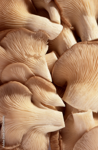 View of a pile of Oyster mushrooms(Pleurotus ostreatus)