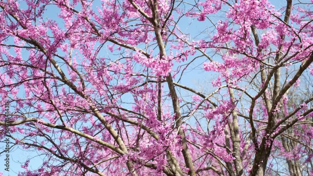 tree blossom