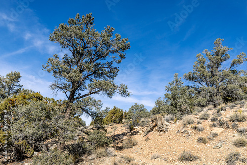 Pinon Pine Tree