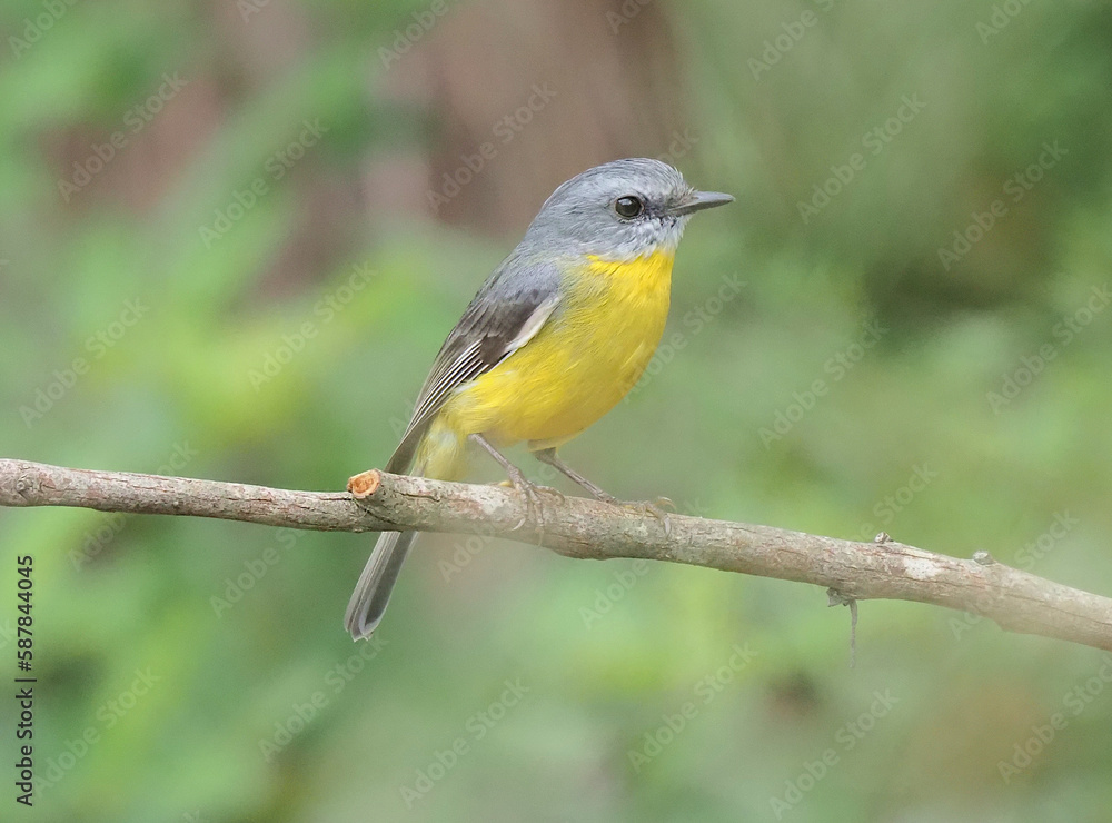 Obraz premium Yellow Robin