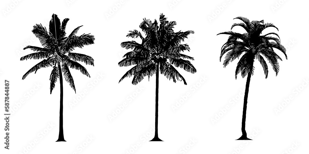 silhouette of coconut trees set