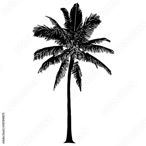 silhouette of coconut tree