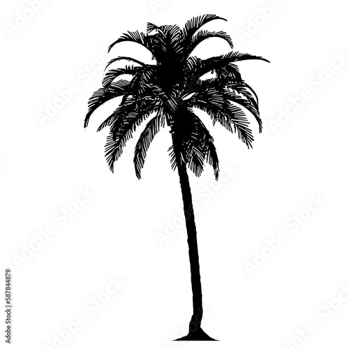 palm tree or coconut tree silhouette