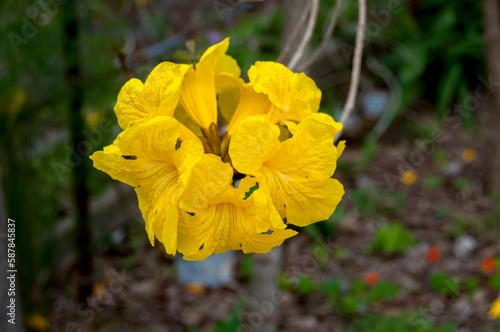 イペーの黄色い花 photo