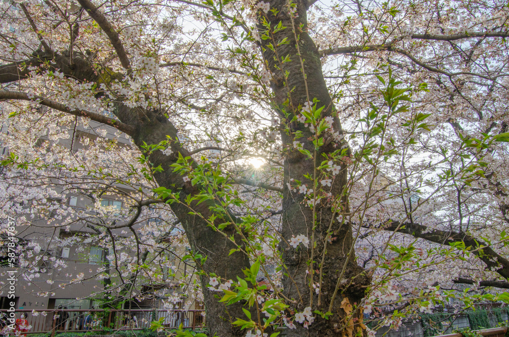 花 花